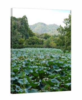 Vertical view of a field of lotus flowers with mountains in the background