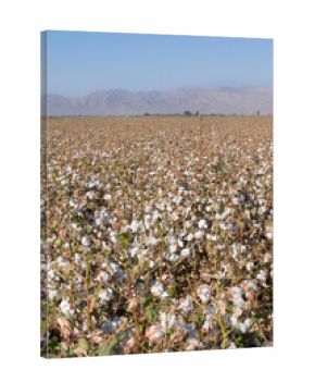 Plantio de algodon en el valle de MEXICALI en Baja California MEXICO, con montes en el fondo, fotografia vertical