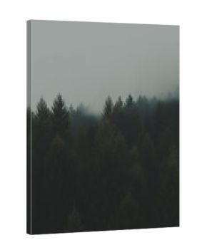 Forest outdoors nature plant.