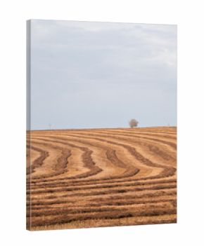 Harvested Field Under Cloudy Sky