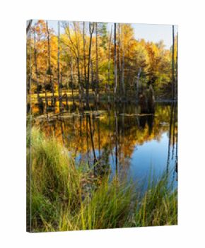 A pond in a park in autumn. Mining subsidence area, dead trees in the water. Mining damage. Muchowiec, Katowice, Silesia, Poland