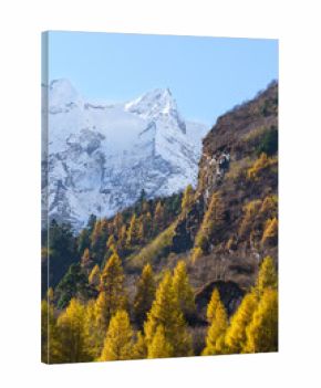 Golden trees meet snow capped mountains