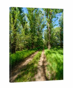 A picturesque spring scene in the woods, with a muddy path and the sun shining through the tree foliage onto the ground.