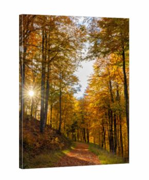 The sun among the autumn trees. Natural autumn landscape in the forest. A path in the autumn forest and the sun in the background