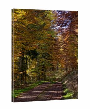 Chemin forestier en automne