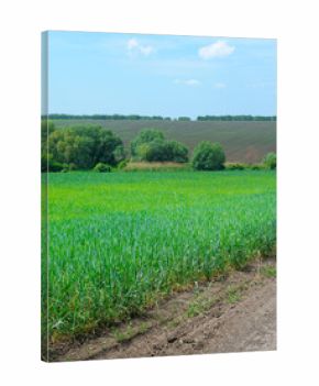 Vibrant Green Field of Cereal Crops and Dirt Road in Rural Landscape.