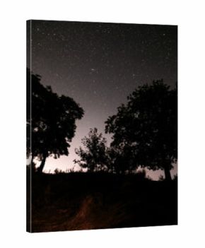 Starry night sky above dark forest trees under clear summer night with natural moonlight and peaceful wilderness atmosphere