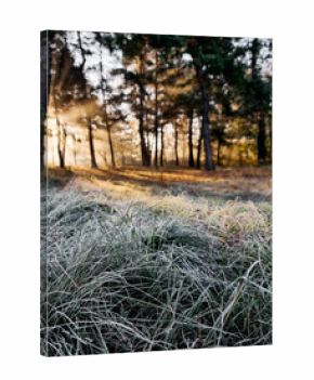 Frost on green grass in a forest. Autumn morning scene in pine woodland.
