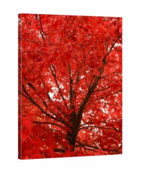 Bright red maple foliage covers the forest branches against a blue sky, showcasing the colorful autumn season