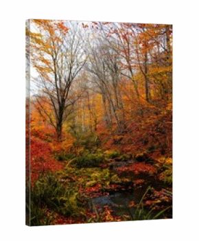 Golden light bathes the colorful autumn forest landscape, highlighting the vibrant yellow and orange foliage along a wood path