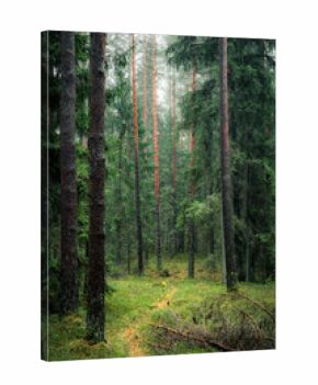 Old European forest with a scenic path leading through a lush pine trees in Latvia. Deep green colors and dreamy landscape. 