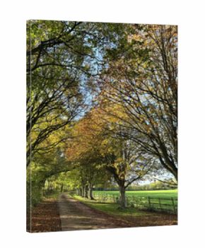 Autumn trees and country lane, Somerest, England