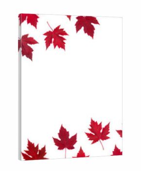 Red maple leaves on white background. Top view, flat lay