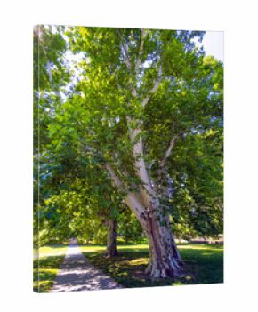 Large sycamore tree in Janka Krala Park in Bratislava. Tall sycamore tree in Janka Krala Park with summer sunlight in Bratislava, Slovakia.
