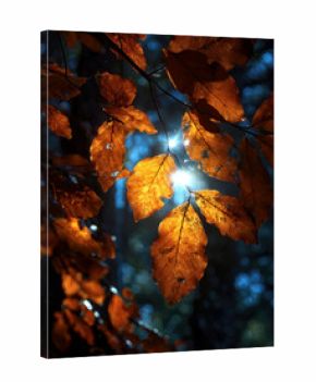 Bright sunlight shines through striking orange leaves in a tranquil forest during the beautiful fall season. Nature's colors evoke warmth and peace in this woodland scene.