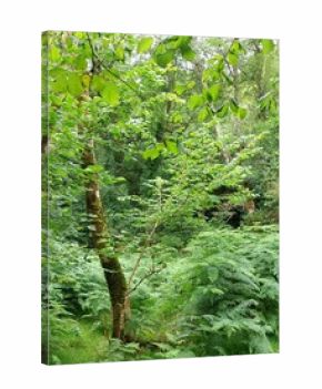 The truly green forest 