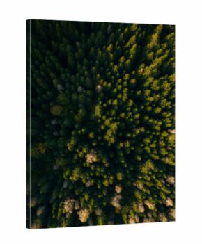 Aerial capture of a colourful autumn landscape in the forest during sunset