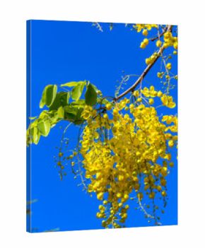 Cassia fistula, grappes de fleurs jaunes 