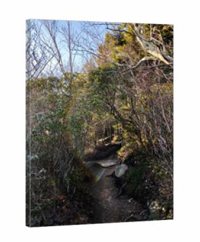 Forest trail through rocky hillside in North Carolina, USA, with sunlit leaves and a rainbow