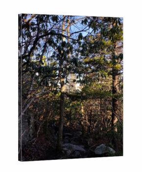 Tranquil forest trail in North Carolina with rocky path and dappled sunlight