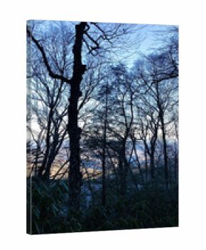 Bare trees silhouette in a blue winter sky over a North Carolina forest landscape