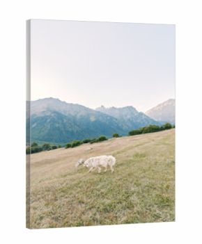 Sheep meadow mountains grazing field countryside pasture nature showcase a serene alpine landscape, two white sheep feeding on green grassy slope at sunrise with distant peaks.