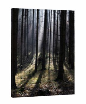 dark misty forest panorama fantasy halloween landscape