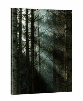 dark misty forest panorama fantasy halloween landscape