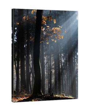 dark misty forest panorama fantasy halloween landscape