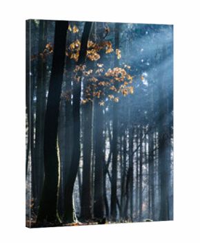 dark misty forest panorama fantasy halloween landscape