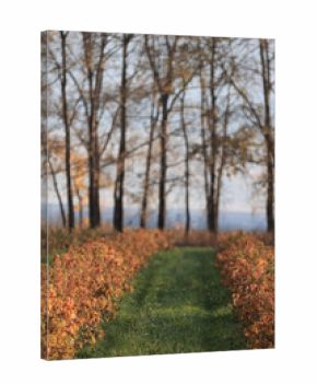 Autumn trees nature landscape, changing seasons photo