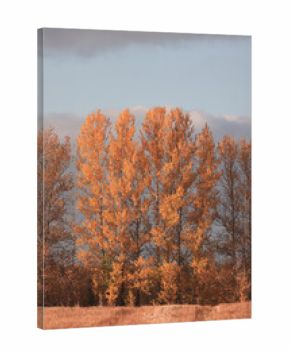 Autumn trees nature landscape, changing seasons photo