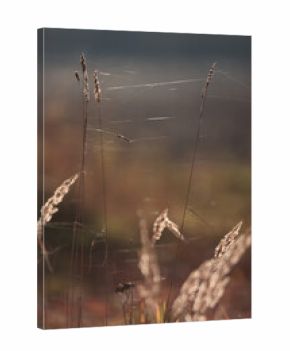 Autumn nature view, dry grass on a sunny day, the background of the outgoing season in warm tones