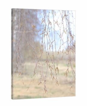 Landscape of early spring, trees and nature waking up, branches without leaves, first buds on the trees