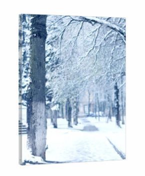 Snowfall in a winter park, landscape trees covered with snow, nature background, seasonal weather background