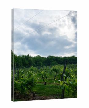 Vineyard rows under a cloudy sky in Southern Illinois USA on a calm rural day