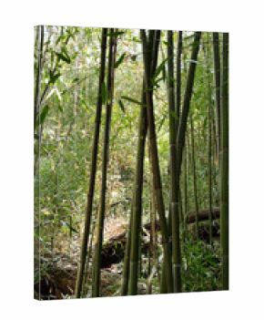 Bamboo grove in Southern Illinois forest with tall green stalks and sunlight