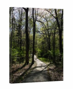 Sunny forest path through trees in Southern Illinois inviting calm and nature exploration