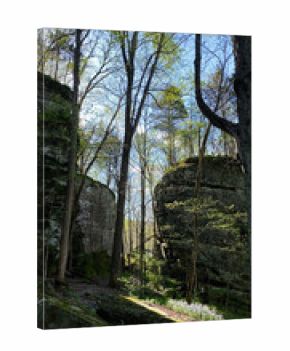Tranquil forest canyon in Jackson Falls Southern Illinois with tall trees, rocky walls, and sunlight