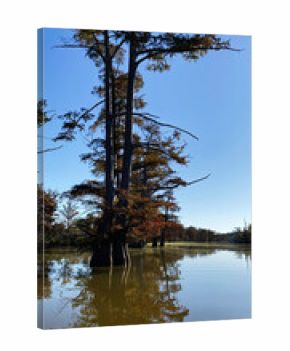 Tall trees in flooded forest under clear blue sky in Southern Illinois USA