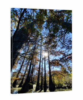 Sunlit swamp trees in Southern Illinois show autumn colors and towering trunks