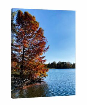 Autumn colors along the lake shore with a fiery tree in Southern Illinois, USA