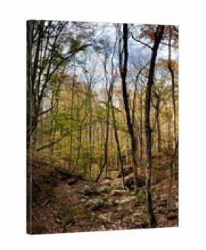 Tranquil autumn forest path with scattered rocks and leaf litter in Southern Illinois, scenic nature