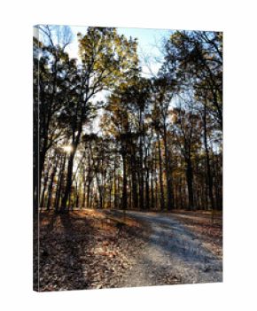 Sunlit autumn forest path in southern Illinois with fallen leaves and winding gravel road