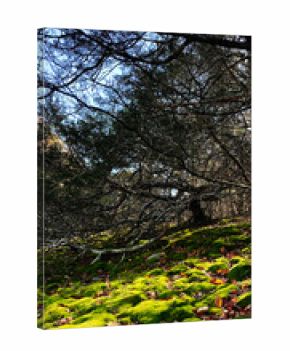 Mossy forest floor in Southern Illinois with bare trees and blue sky above