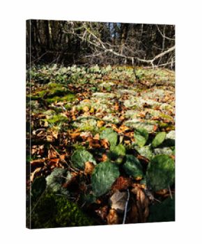 Forest floor scene in Southern Illinois with prickly pear cactus, moss, and autumn fallen leaves