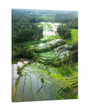 Shimmering Water-Filled Bali Rice Terraces In Lush Tropical Countryside