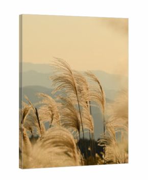 秋の風物詩　ススキ