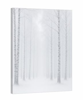 A quiet winter morning in a foggy forest where tall, slender trees stand amidst a blanket of white snow. The atmosphere feels calm and otherworldly as visibility decreases in the mist