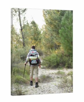 Hiker is walking along sandy pine trail carrying backpack with rolled pad and using trekking pole